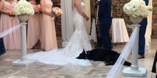 big black dog laying on floor in front of wedding party